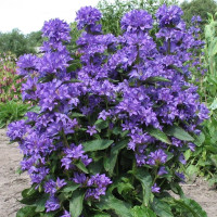 Clustered bellflower seeds «Glomerata»