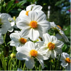 Dahlia seeds «White ribbon»