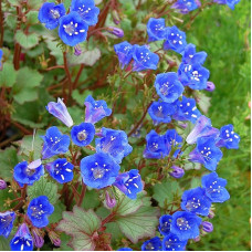 Phacelia campanularia seeds