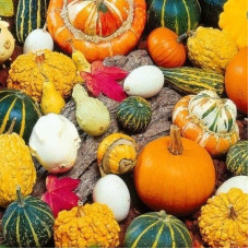 Decorative mix seeds ««Pumpkin mosaic»»