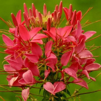 Cleomе seeds «Red»