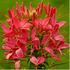 Cleomе seeds «Red»