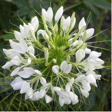 Cleome seeds «White»