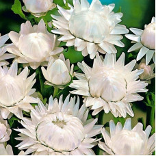 Helichrysum seeds «Silver Bird»