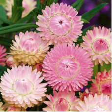 Helichrysum seeds «Pink»