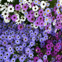 Brachycome seeds «Bravo Mix»