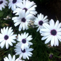 Arctotis seeds «Blue Chamomile»