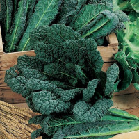 Насіння капусти листової «Неро ді Тоскана»