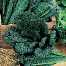 Kale seeds «Nero di Toscana»