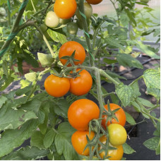 Tomato seeds «Orange Farmer» 