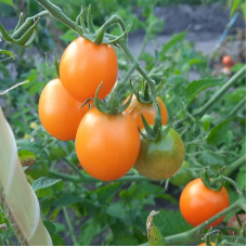 Tomato seeds «Kish-Mish» 