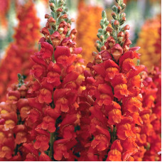 Snapdragons seeds «Fiery Orange»