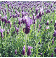 Purple broadleaf lavender seeds