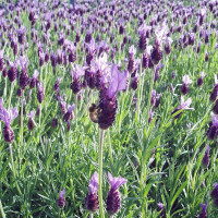 Семена лаванды широколистной пурпурной