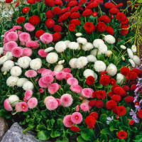 Насіння маргаритки (стокротки) великоквіткової (суміш)