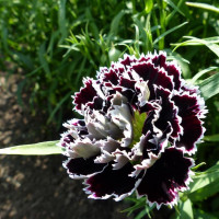 Carnation seeds «Black and White»