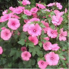 Oenothera seeds «Pink beauty»