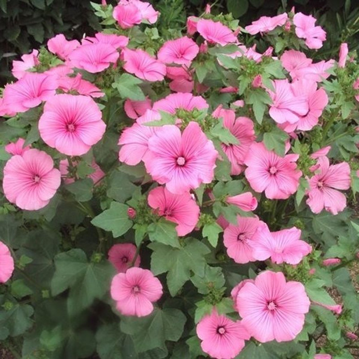 Oenothera seeds «Pink beauty»