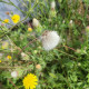 Crepis setosa Haller seeds