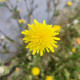 Crepis setosa Haller seeds