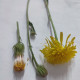 Crepis setosa Haller seeds