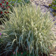Reed canary grass seeds