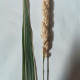 Reed canary grass seeds