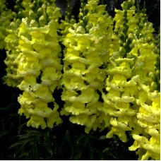 Snapdragons seeds «AltGold»