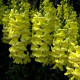 Snapdragons seeds «AltGold»