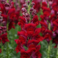 Snapdragons seeds «Cherry»