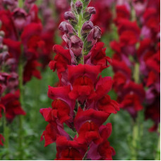 Snapdragons seeds «Cherry»