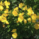 Oenothera seeds «Yellow beauty»