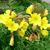 Насіння енотери жовтої