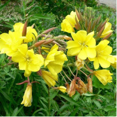Oenothera seeds «Yellow beauty»