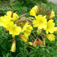 Oenothera seeds «Yellow beauty»