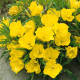 Oenothera seeds «Yellow beauty»