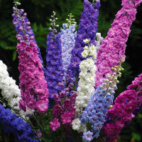 Delphinium seeds «Annual mix»