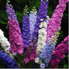 Delphinium seeds «Annual mix»