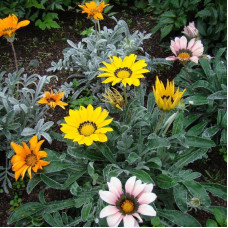 Gazania seeds (mix)