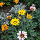 Gazania seeds (mix)