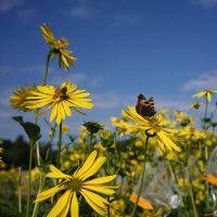 Silphium seeds