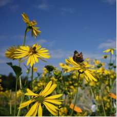 Silphium seeds