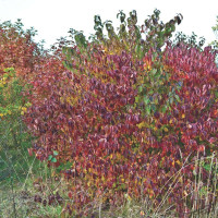 Bloody dogwood seeds