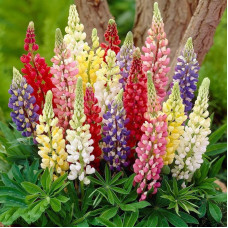 Dwarf lupine seeds
