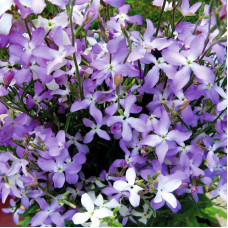 Matthiola fragrans seeds