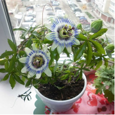 Blue Passionflower seeds
