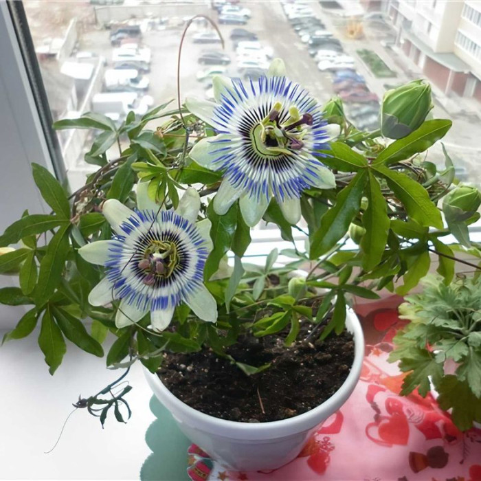 Blue Passionflower seeds