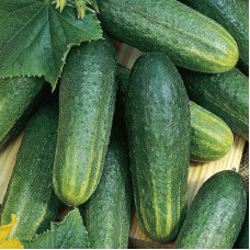 Cucumber seeds «Worgebirgstrauben»