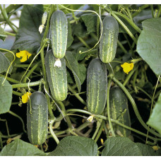 Cucumber seeds «Royal» F1