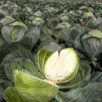 Cabbage seeds «Zumovka»
